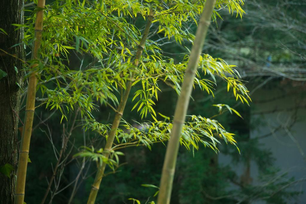 Hotel Kinosato Yamanoyu Kokonoe Esterno foto